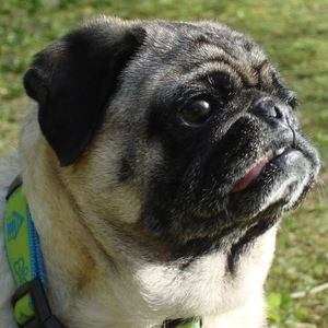 Meet your Posher, Holly